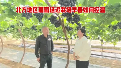 北方地区葡萄延迟栽培如何控温。#葡萄种植 #种出好葡萄 #新农人创业 #葡萄园 #优质水果