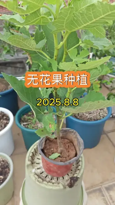 无花果的种植方法，新手种无花果 #无花果 #无花果苗 #盆栽无花果  #波姬红无花果 #三农种植