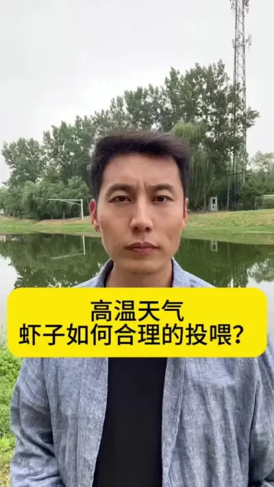 高温天气，虾子如何合理投喂呢？#南美白对虾养殖#小棚养虾 #养虾人 #土塘养虾  #创作灵感