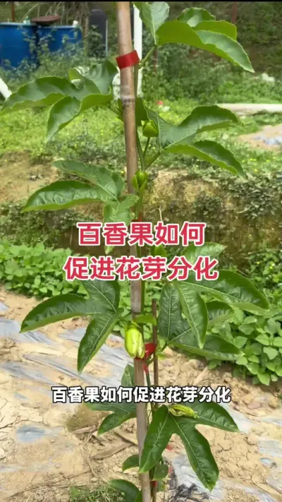 百香果如何促进花芽分化？#百香果种植 #百香果种植技术 #钦蜜9号百香果 #黄金百香果种植技术 #浩伟方