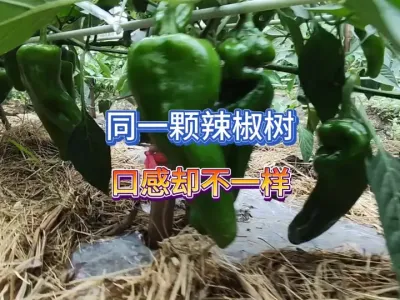露天种植的同一颗辣椒出现不同的口感是什么原因？做好管理很重要 #三农 #蔬菜种植 #种植小技巧 #露天种植 #种辣椒 