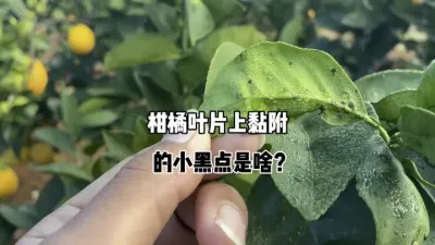 柑橘叶片上粘附的小黑点是蚧壳虫吗？ #三农 #农业 #柑橘种植 #果树管理 #木虱 