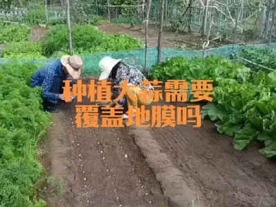 种植大蒜能不覆盖地膜吗#大蒜