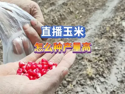 直播玉米怎么种产量高，用这个宽距密植的懒人种法好处多 #三农种植 #新农人计划 #三农 #农业种植 #玉米种植 