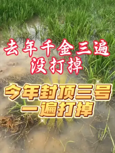 抗性千金防除效果#分享植保知识 #老百姓关心的话题
