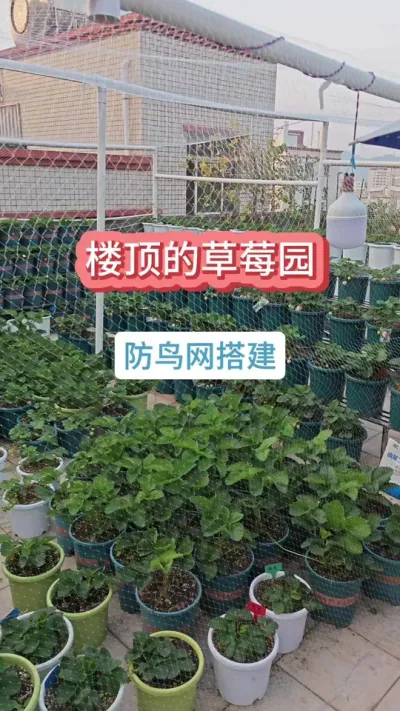 草莓怎么防鸟，草莓的种植方法，草莓的养护方法 #草莓种植 #草莓养护 #盆栽草莓 #草莓苗 #种草莓