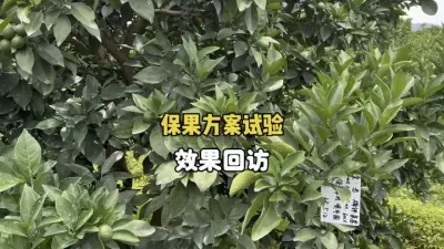 柑橘保果方案试验效果回访 #保花保果 #柑橘种植 #三农 #农业 #果树管理 