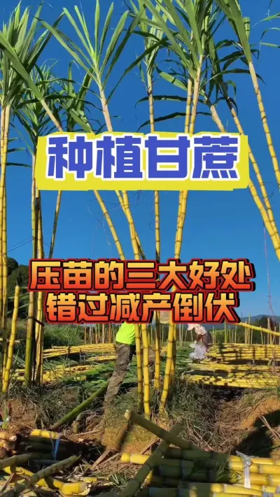 甘蔗压苗的三个时期，一定不要错过#甘蔗种植 #种植小技巧 #甘蔗施肥方法 #水果甘蔗种