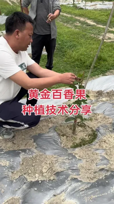 黄金百香果种植技术分享#种百香果 #百香果种植 #百香果种植技术 #钦蜜9号百香果 #浩伟方