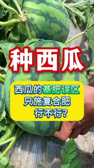 种西瓜基肥误区 #大棚西瓜种植技术 #瓜农 #西瓜种植 #西瓜管理 #西瓜种植技术