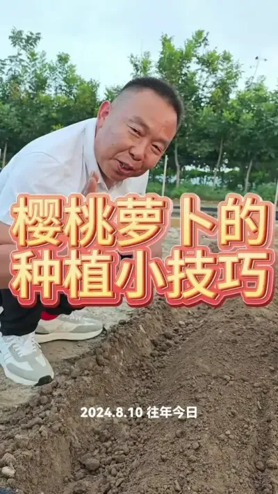 #萝卜 #蔬菜种植 #农业种植