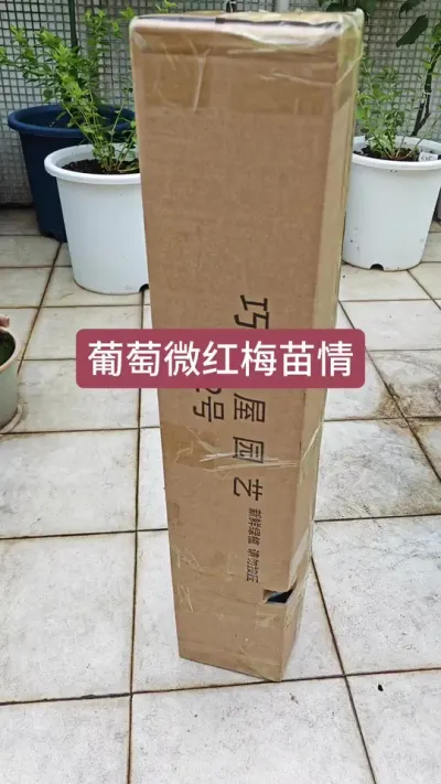 华丽炫耀微红梅葡萄，新手种什么品种的葡萄，原叶葡萄#葡萄种植 #圆叶葡萄 #微红梅 #葡萄苗 #葡萄种植技术