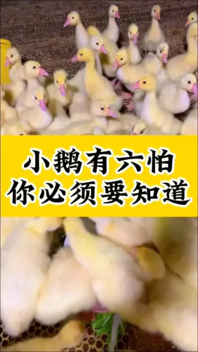 #养鹅技术分享 #养鹅人 #养鹅 #抖音助农