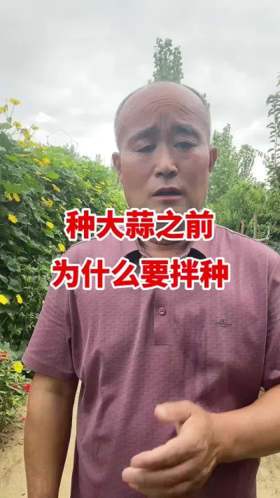 种大蒜之前为什么要拌种#大蒜拌子 #大蒜种植 #大蒜种植技术 #大蒜高产
