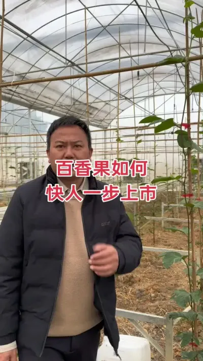 百香果怎么管理，才能快人一步上市#百香果 #种百香果 #百香果种植 #百香果种植技术 #黄金百香果种植技术