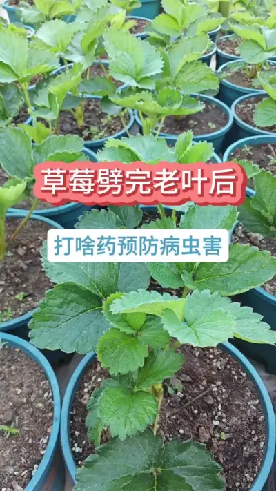 草莓劈完老叶之后打什么药，草莓的养护过程，草莓的养护方法，种草莓怎么养护#种草莓 #草莓苗 #草莓种植 #盆栽草莓 #草莓病虫害防治