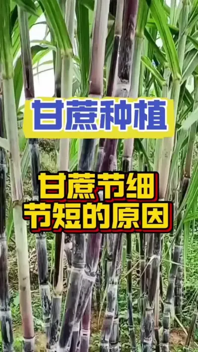 快看，甘蔗出现问题的原因#甘蔗 #甘蔗施肥方法 #甘蔗种植技巧