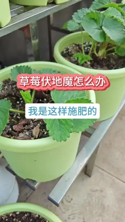 草莓怎么养护，草莓的种植过程，草莓长得很矮怎么办，草莓的花枝很短怎么养，草莓怎么施肥#草莓苗 #种草莓 #盆栽草莓 #草莓养护 #草莓种植