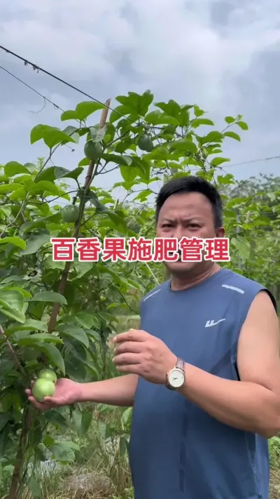 百香果施肥管理#百香果种植 #百香果种植技术 #百香果 #黄金百香果种植技术 #浩伟方