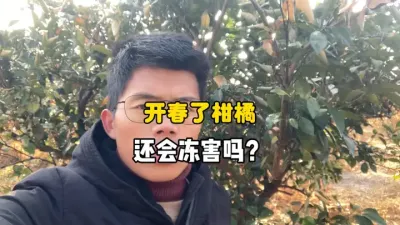 开春以后，柑橘还会遭受冻害吗？ #霜冻 #柑橘种植 #果树管理 #三农种植 #农业技术 