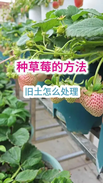 新手怎么种草莓，种草莓用什么土，草莓的种植方法，新手种什么草莓，什么品种的草莓好种 #草莓苗 #草莓种植 #盆栽草莓 #草莓种植方法 #种草莓
