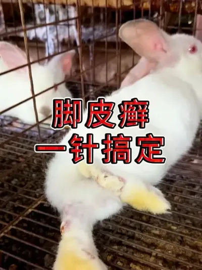 脚皮癣可以用伊维菌素注射#农村创业养殖 #养兔人 #养殖人加油 #兔子