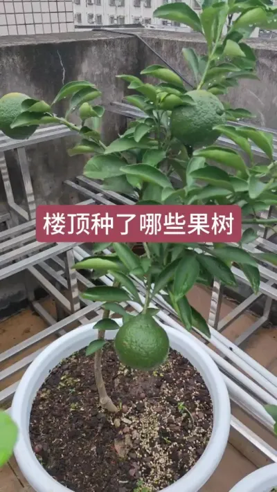 楼顶种果树，新手种什么果树好，楼顶盆栽果树种植#三农种植 #果树盆栽 #庭院植物 #楼顶果园 #盆栽果树