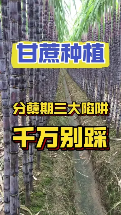 甘蔗分孽期一定要避开的三大陷阱#甘蔗种植  #甘蔗施肥方法 #甘蔗高产
