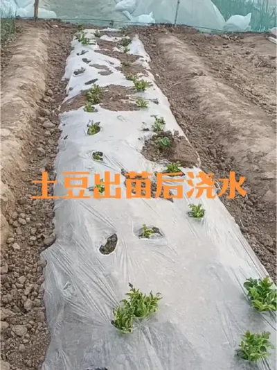 土豆出苗后到出现花蕾前如何浇水#土豆冻害