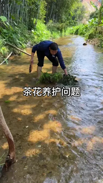 茶花叶片有斑点焦尖，如何处理#种植小技巧
