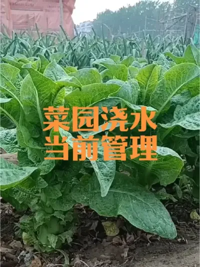 菜园浇水及大蒜洋葱韭菜土豆等当前管理#我的小菜园