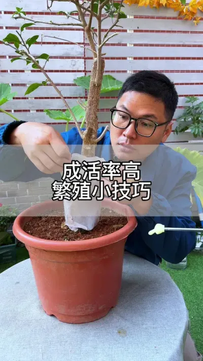 家家户户都有的纸巾，是扦插繁殖好东西#花卉绿植 #养花 #种植小技巧