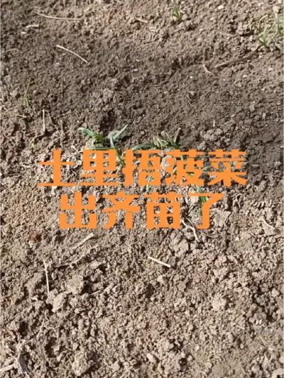 播种土里捂菠菜好处多多#土里捂菠菜