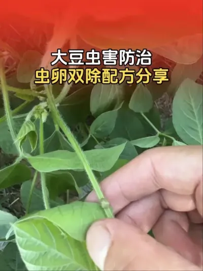 大豆虫害严重，虫卵双除配方分享。#大豆种植 #大豆种植技术 #大豆高产 #分享农业知识帮农民增产增收 #传播农业小知识