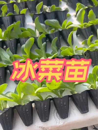 冰菜苗 冰菜苗子，已经准备打包发货啦，喜欢的朋友抓紧种植起来吧，苗子就在下方小黄车#冰菜 #记录我的种植生活 #在家种菜 #冰菜秧苗 #自己种的纯天然的绿色蔬菜