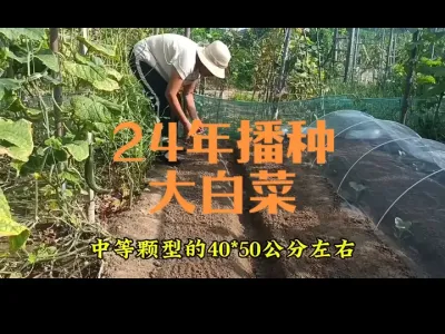 2024年播种大白菜（供参考）
