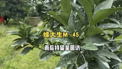 绿大生M-45雨后药膜持留量回访 #代森锰锌 #农业 #三农 #柑橘种植 #农药知识分享 