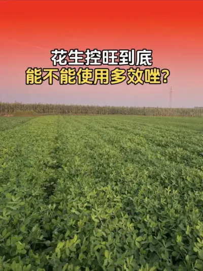 花生控旺 花生控旺，到底能不能使用多效唑？有什么影响？#花生高产 #花生高产种植 #花生种植 #花生种植管理技术 #分享农业知识帮农民增产增收