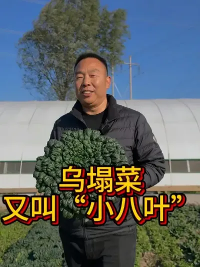 乌塌菜又叫&ldquo;小八叶&rdquo;   您那边叫什么名字呢      #蔬菜种植 #心系三农服务三农 #新农人 @DOU+小助手