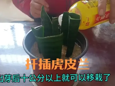 如何扦插虎皮兰#虎皮兰