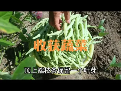 收获瓠子芸豆豆角茄子黄瓜