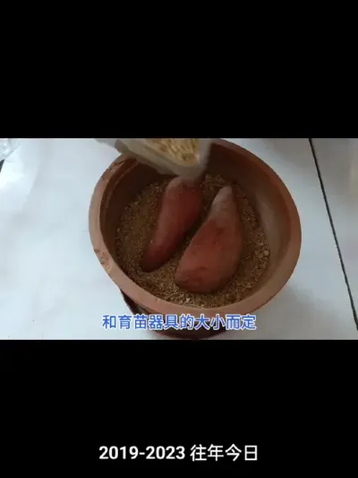 分享一种室内育红薯苗的简单方法#红薯育苗