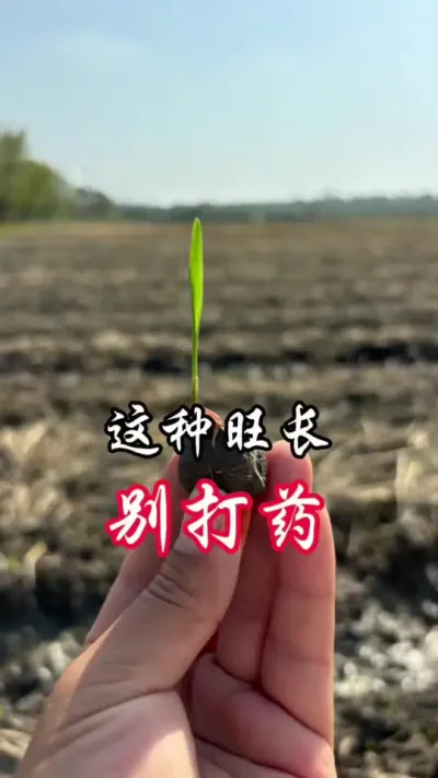 这种旺长小麦别打控旺药剂＃#分享农业知识帮农民增产增收