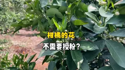 有人说柑橘开的花不需要授粉也能结果？ #柑橘种植 #农业种植 #三农 #果树管理 #花期 