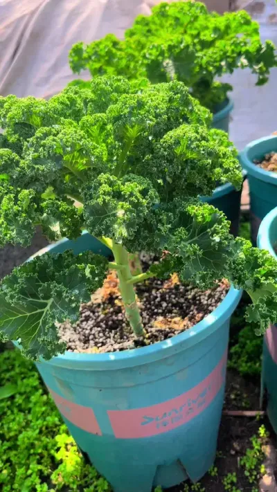绿色羽衣甘蓝🥬#绿植盆栽 #家庭种植 #种植 #盆栽