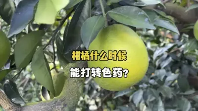 如何判断柑橘在什么时候能打转色药？ #三农 #农业 #柑橘种植 #转色增甜 #果树管理 