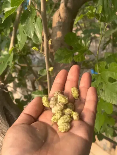 全网都在摘桑葚，但我的白色版本是不是赢麻了？#乡村生活#新农人计划