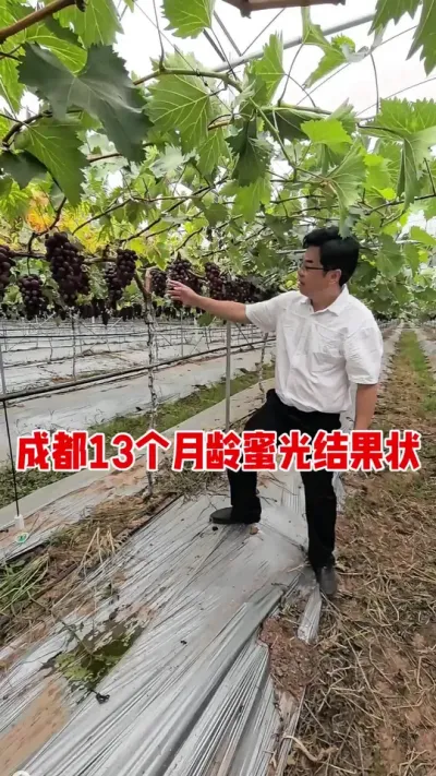 好吃好看好种的葡萄品种#抖音新农人 #葡萄种植