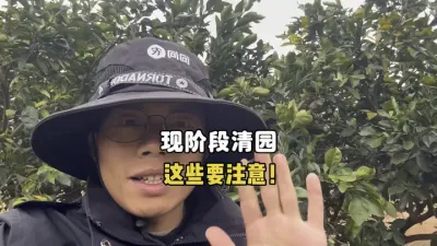 现阶段给柑橘打清园药，这个配方得慎用 #清园 #柑橘种植 #三农 #农业 #矿物油 