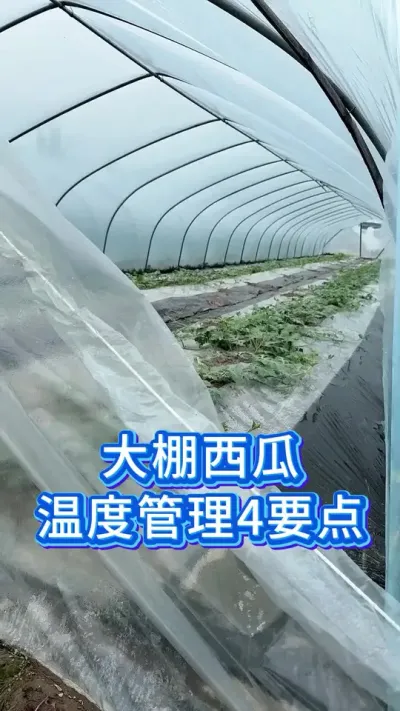 大棚西瓜温度管理4大要点 #大棚西瓜种植技术 #西瓜 #种西瓜 #西瓜管理 #农业种植技术